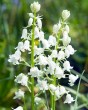 Hyacinthoides hispanica white.jpg